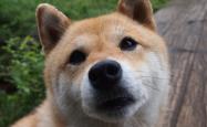 开云体育登录-唯一剧本，2026世界杯C组生死战—日本碾压德国，福登逆转翻盘定义宿命