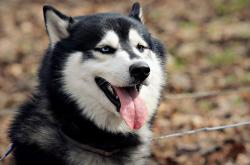 开云体育入口-足球平行宇宙，挪威掀翻乌拉圭，若日尼奥为何闪耀决赛？