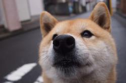 开云体育平台APP-武切维奇最悲壮的告别，48分17篮板撕裂骑士防线，却逃不过公牛被淘汰的宿命