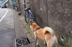 开云体育app-惊艳世界！非洲新王诞生，凯塞多一役封神，尼日利亚绝境中看到未来