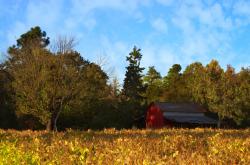 开云体育APP下载-永恒之城击碎红色王朝，京多安双响，佛罗伦萨宿命般横扫曼联