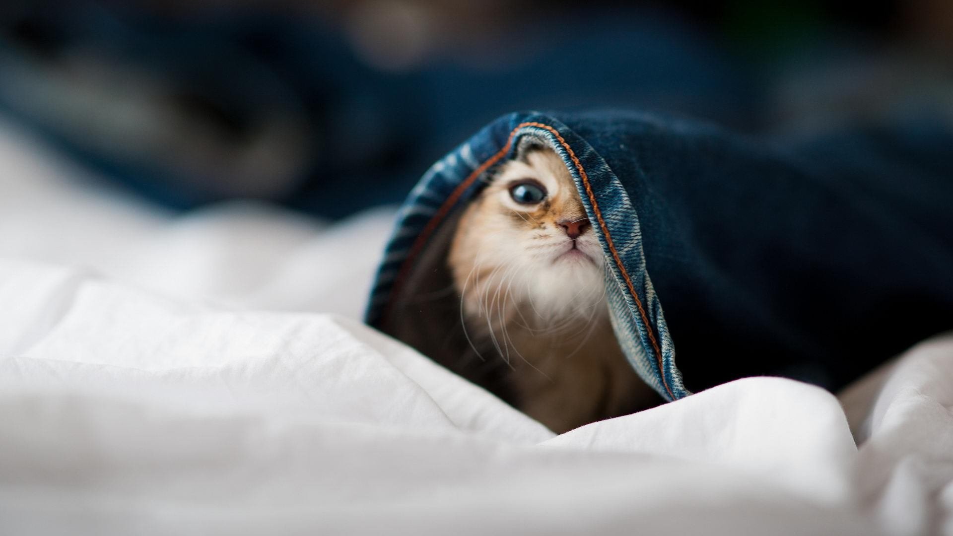 代码入侵绿茵场，波兰黑客如何用纳米算力横扫AC米兰并刷新蒂亚戈纪录