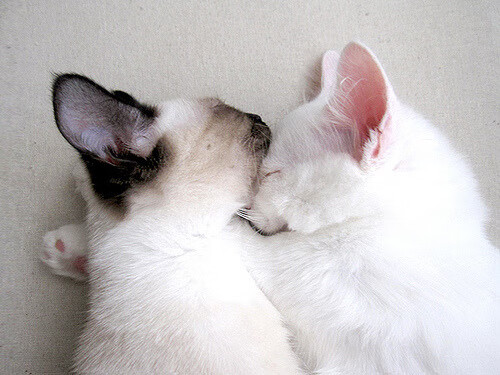 绝境骑士！拉塞尔单骑救主，雷诺惊天逆转撕裂红牛防线