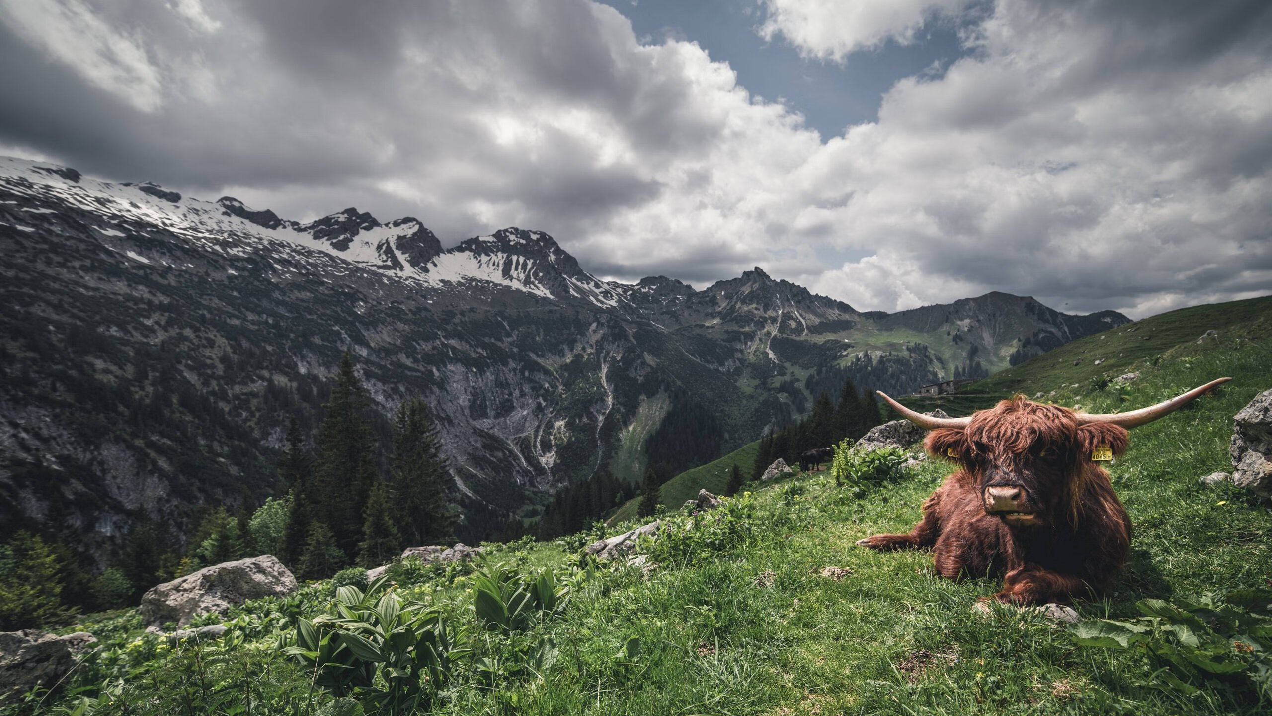 一场属于丹麦的胜利，与一个名为石宇奇的统治者
