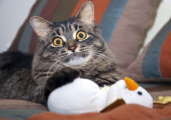 意外！威廉姆斯上演惊天翻盘，佩雷兹封神一战诠释何为赛道王者