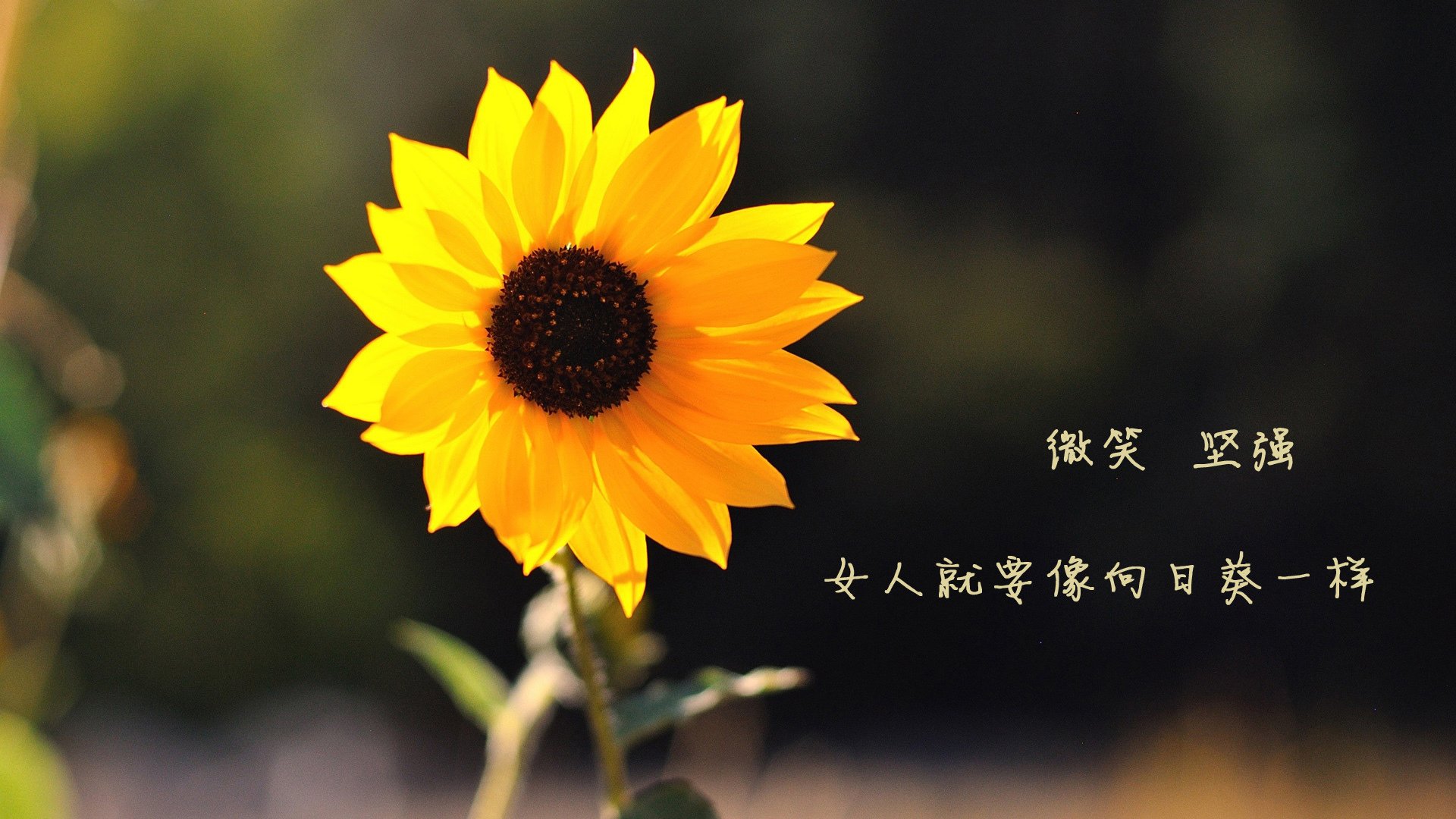 跨界巅峰，当NBA双雄登上2026世界杯绿茵场