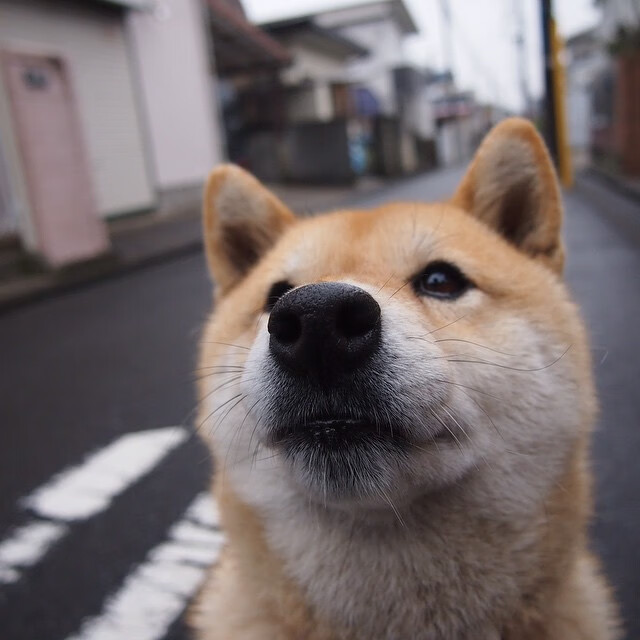 武切维奇最悲壮的告别,48分17篮板撕裂骑士防线,却逃不过公牛被淘汰的宿命