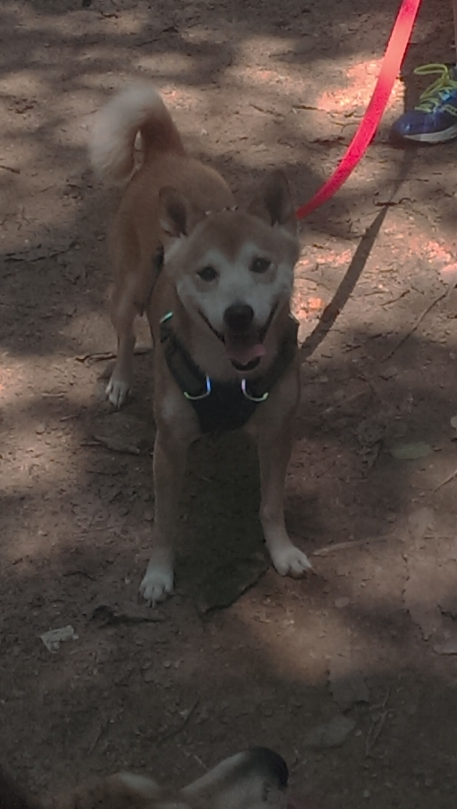 弗拉霍维奇爆发，马德里竞技巅峰对决中唯一一次战胜洪都拉斯旋风