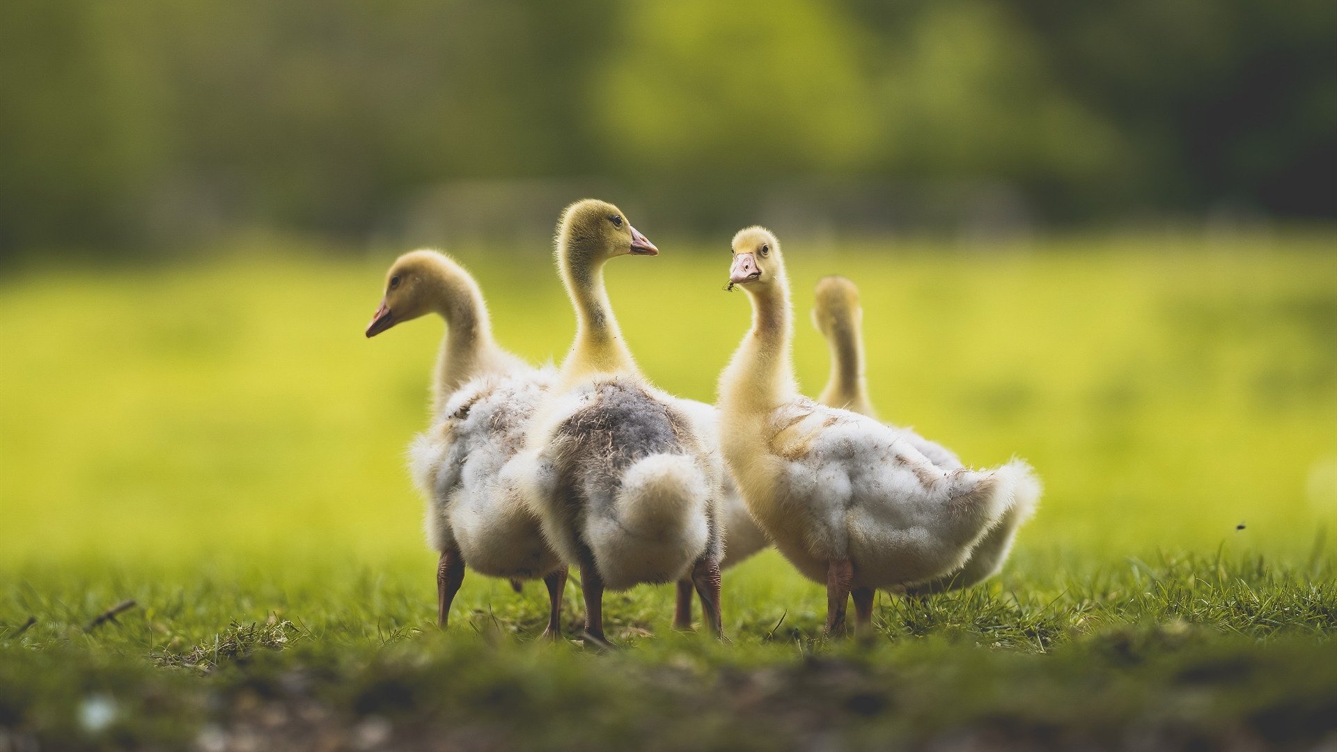 生死战中的光芒,马德里竞技取胜摩洛哥,加维制胜表现铸就传奇