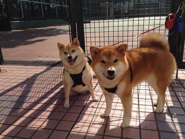 鹈鹕强压火箭，德罗赞刀锋舞步掌控比赛节奏