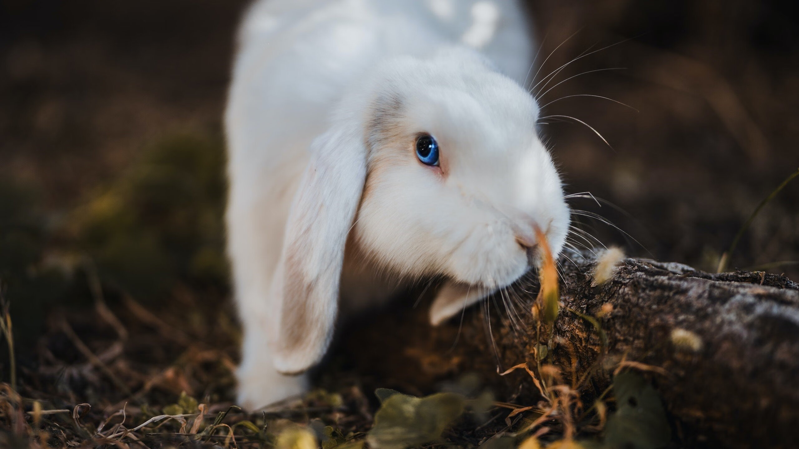 破浪斩舰!关键先生莫兰特率领猛龙淘汰快船