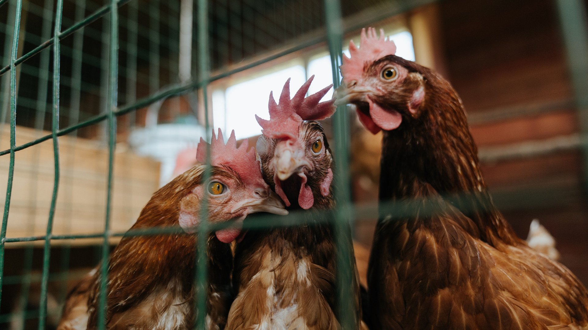 意甲焦点战之夜，赛场上的小贾伦存在感拉满