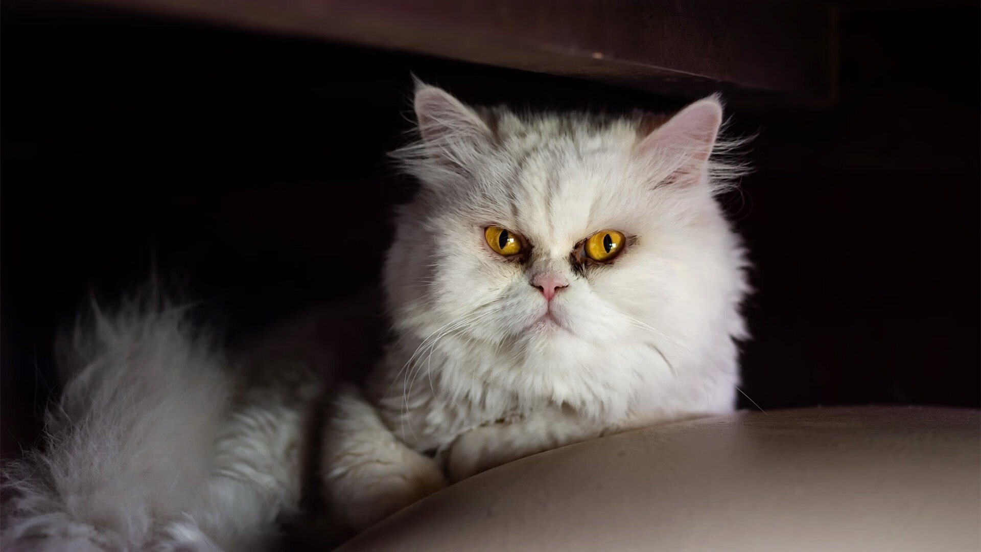 双城记,西甲国家德比的焦点战与快船横扫广东队的篮球盛宴