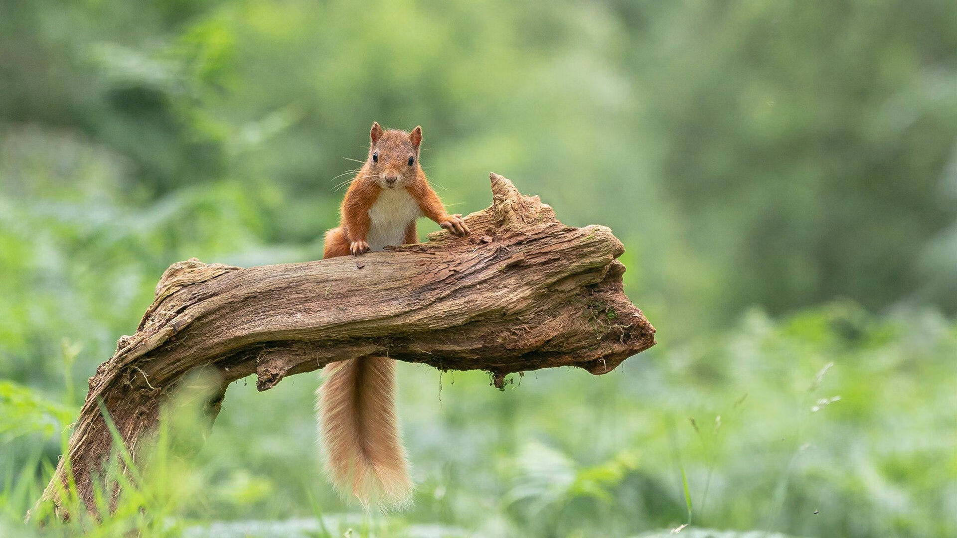 世纪冷门!欧冠淘汰赛颠覆性战役,牙买加神秘力量横扫西班牙足球王朝