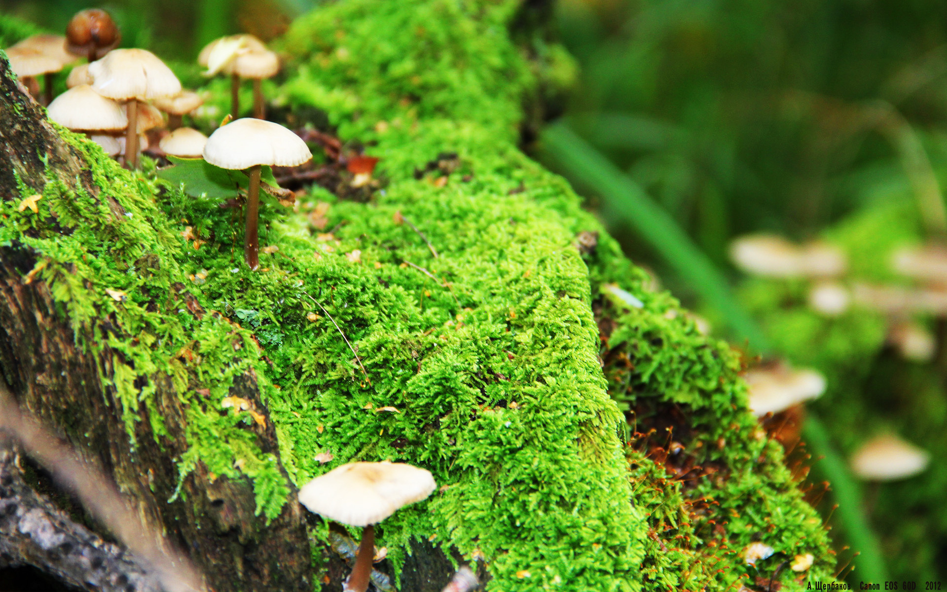 钢铁城墙下的关键密钥,文班亚马助北京队锁死山西队