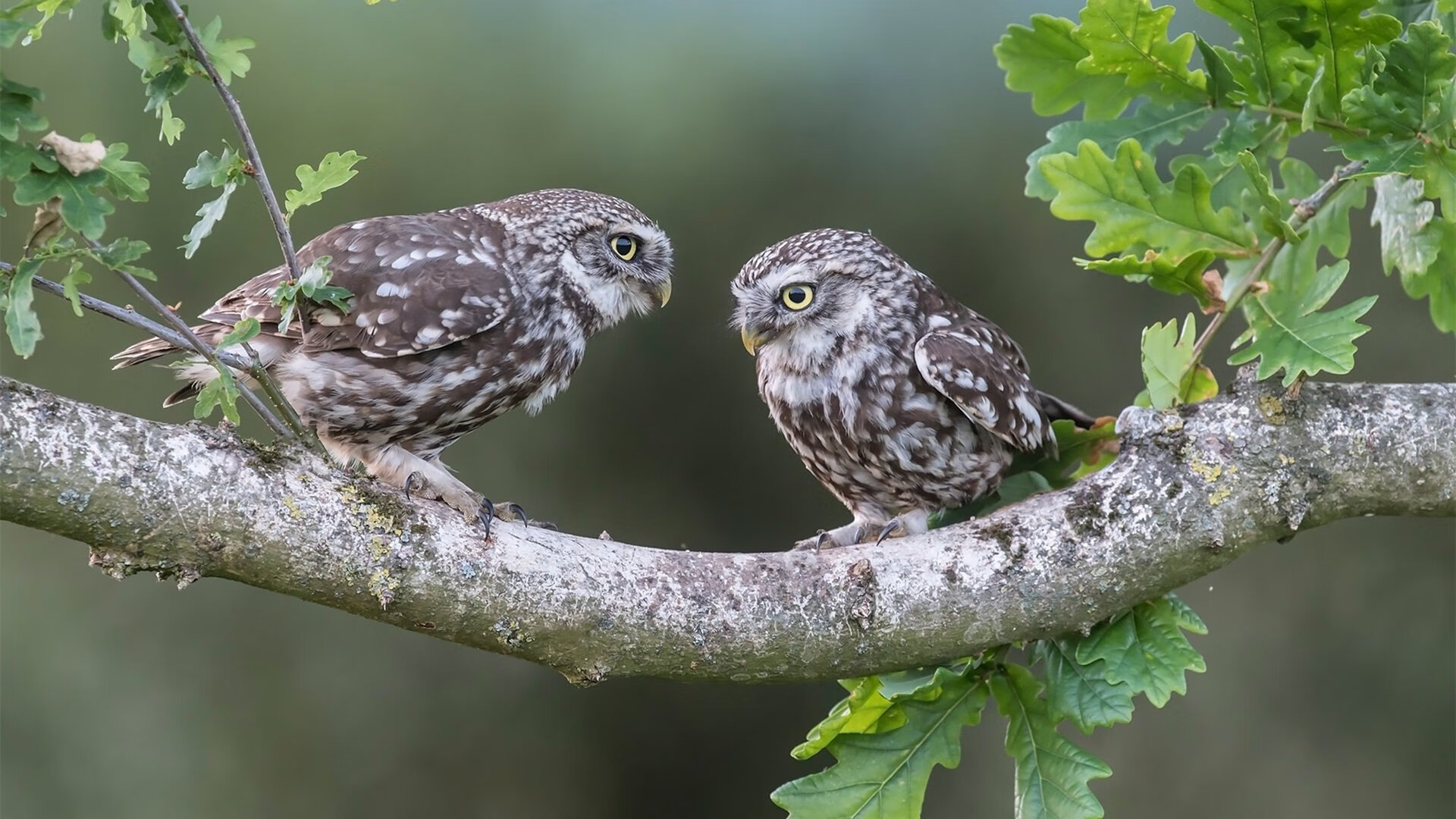 紫禁城穹顶下的戈氏铁幕,当戈贝尔统治全场,北京队如何制霸奇才