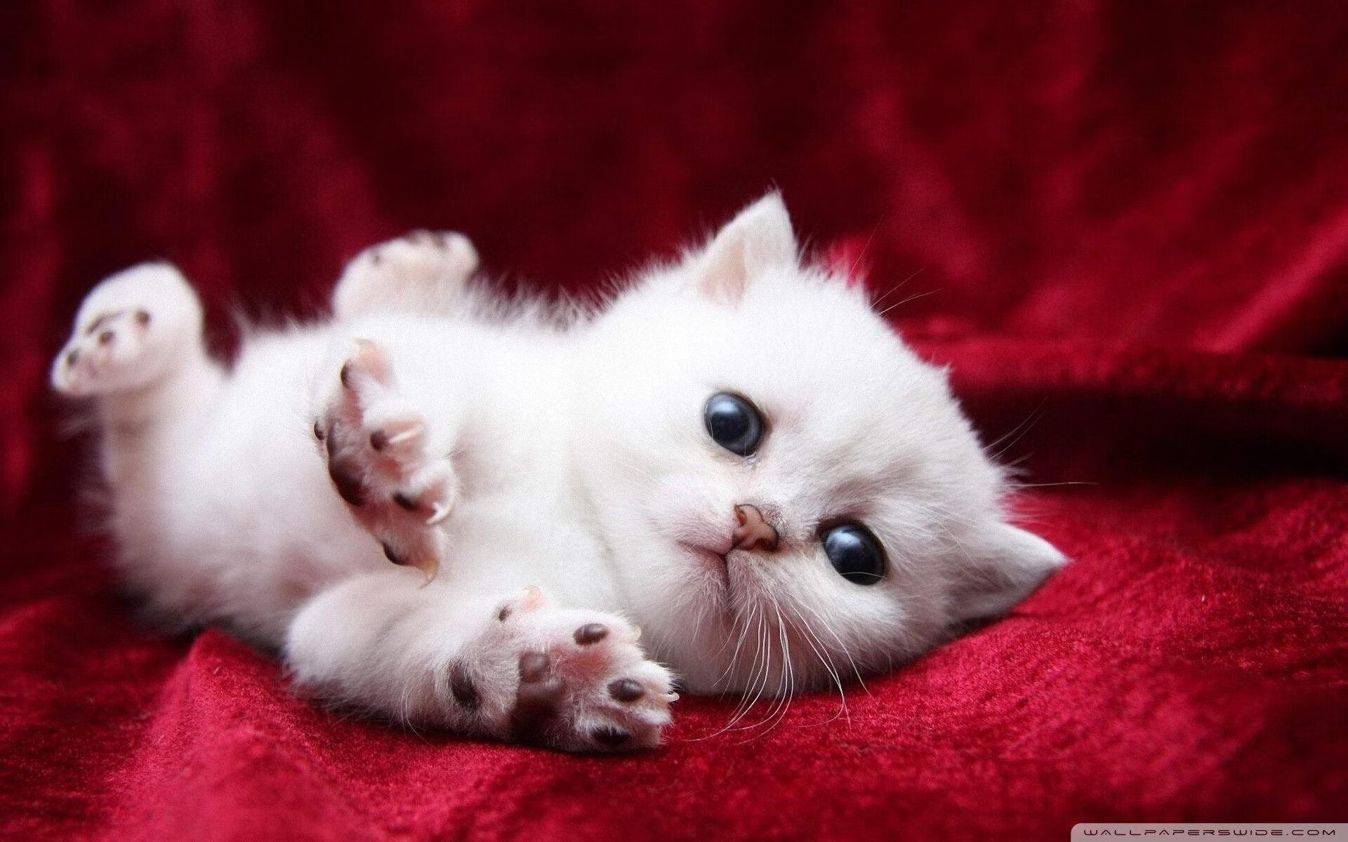 1,库里17米绝命三分改写剧本!步行者强行终结尼克斯三连胜美梦2,从金州到纽约的拯救者,史蒂芬·库里如何用一记不可能的投篮强行终结尼克斯