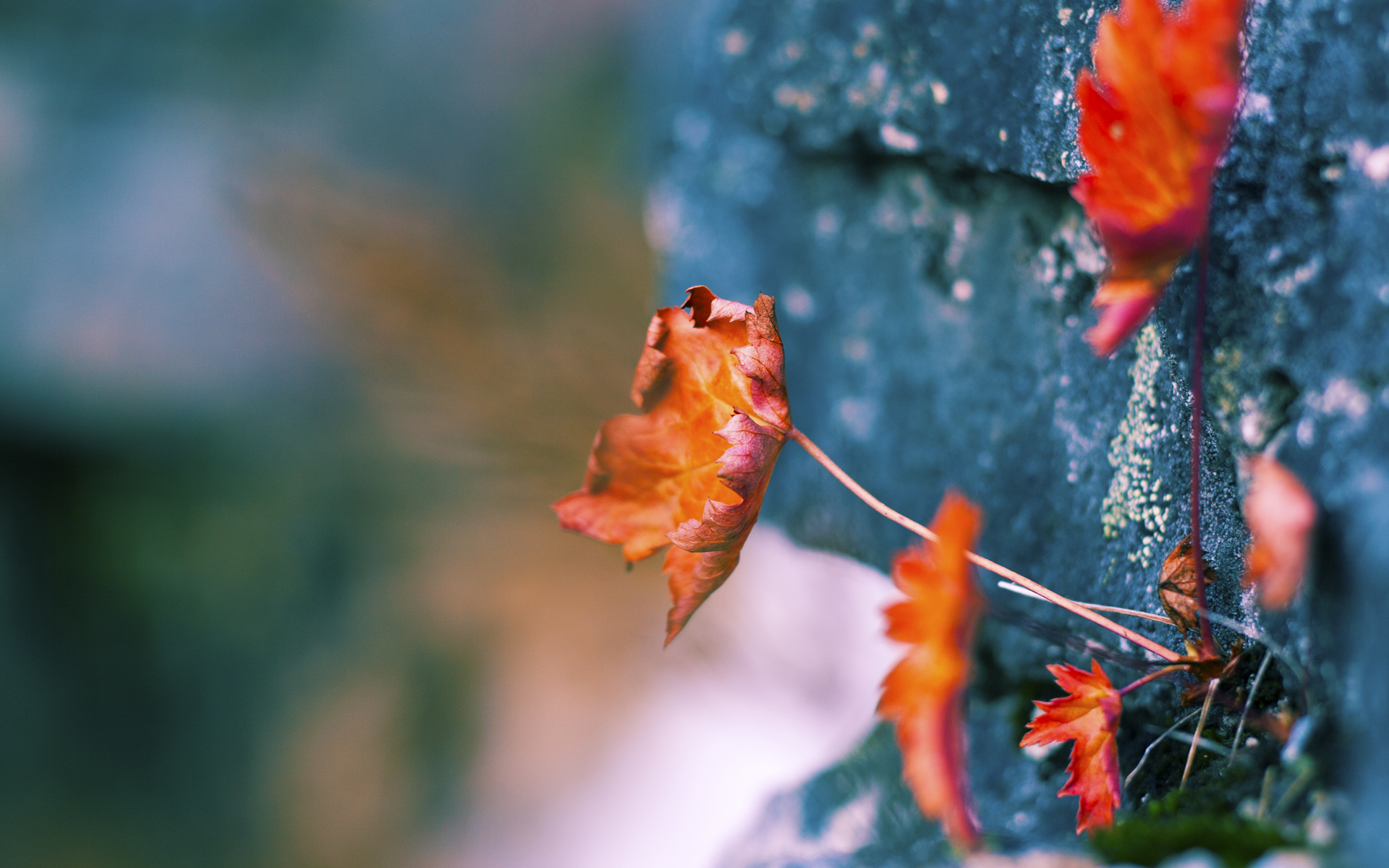 唯一的胜利,陈江华之风助魔术撕碎华南虎铠甲
