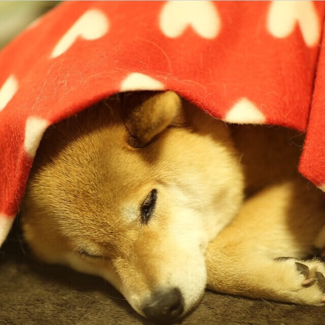 东方库里显神威,吉林决胜时刻三分雨浇灭上海队