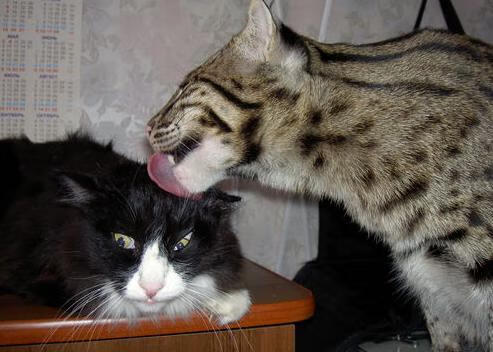 绿茵场的铁血，映照篮球场的坚盾，论关键时刻的带走与接管