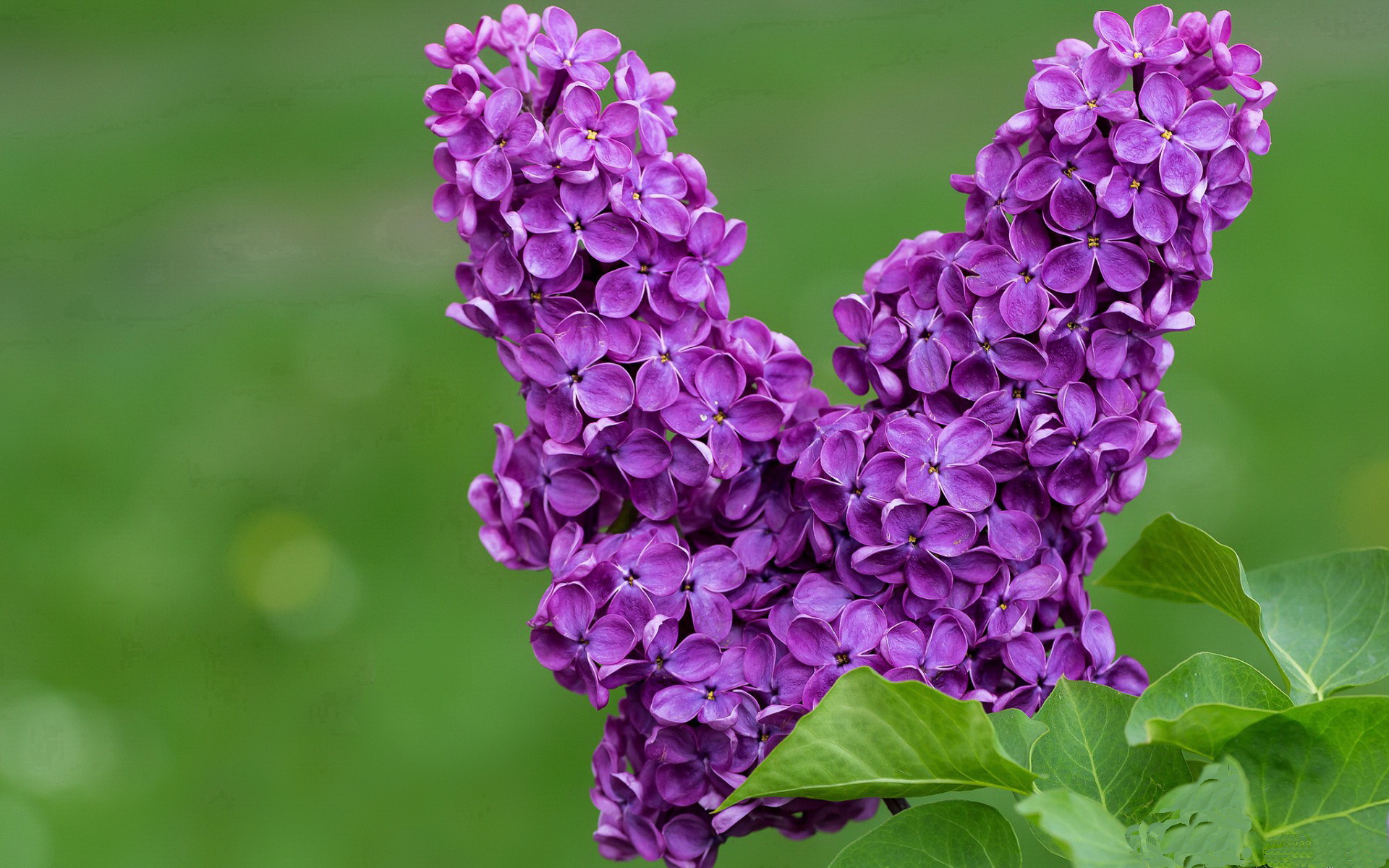 双线速攻，马克西狂飙破雄鹿，浙江闪电战映东方速度