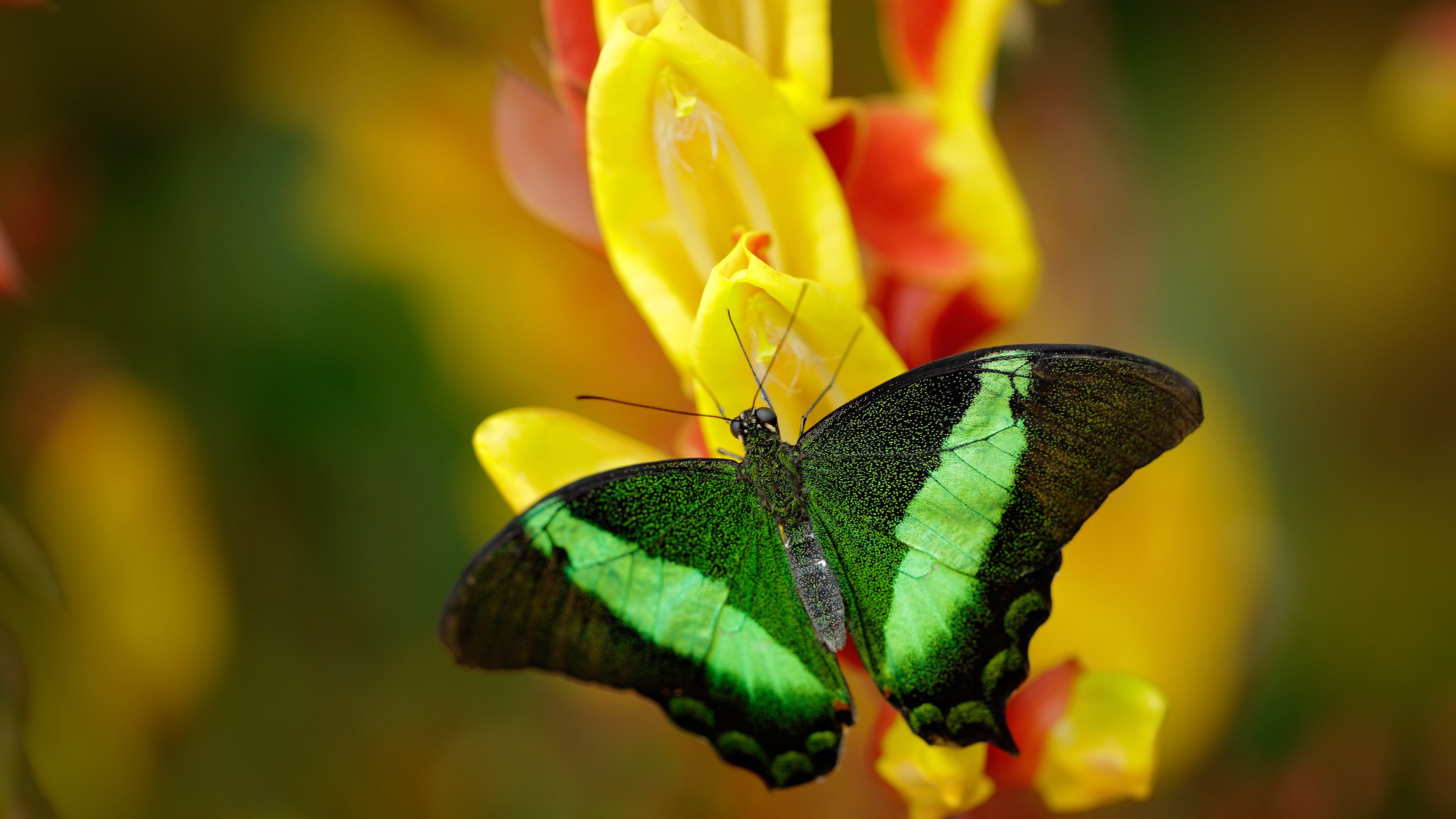 南美狂飙与非洲绝杀，一夜之间，足球如何用两场比赛重写命运