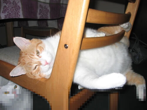 双赛道，巴林狂沙与杭州热血的揭幕战启示录